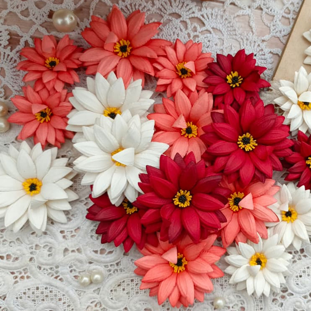 Daisy Blooms