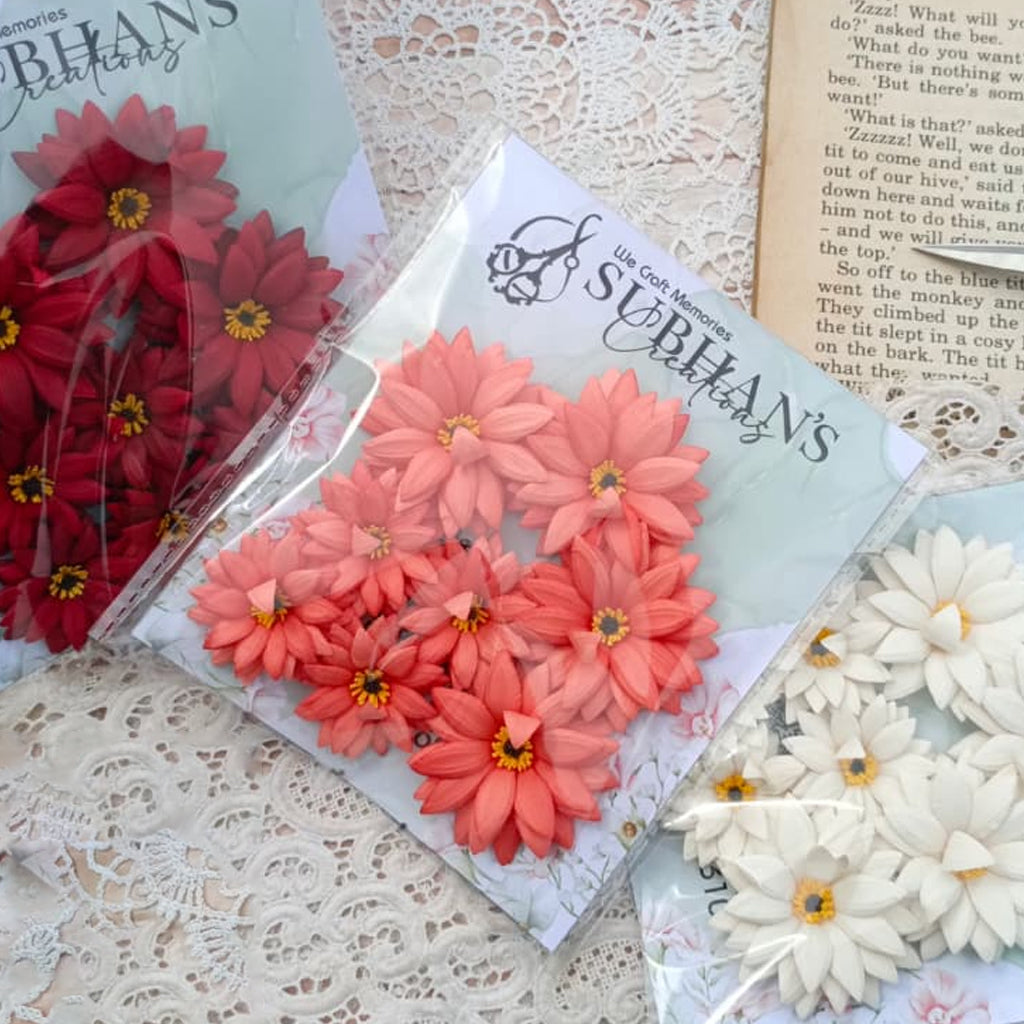 Daisy Blooms