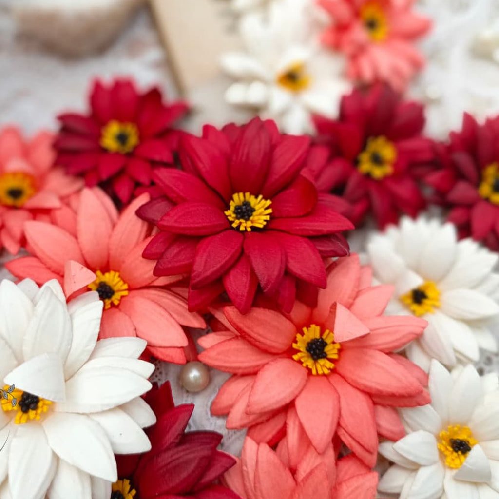 Daisy Blooms